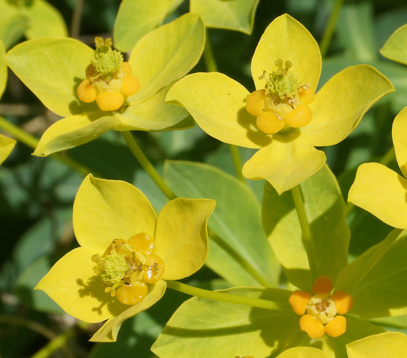 Изображение особи Euphorbia macrorhiza.