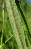 Bistorta vivipara