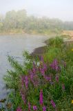 Lythrum salicaria