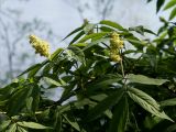 Sambucus racemosa