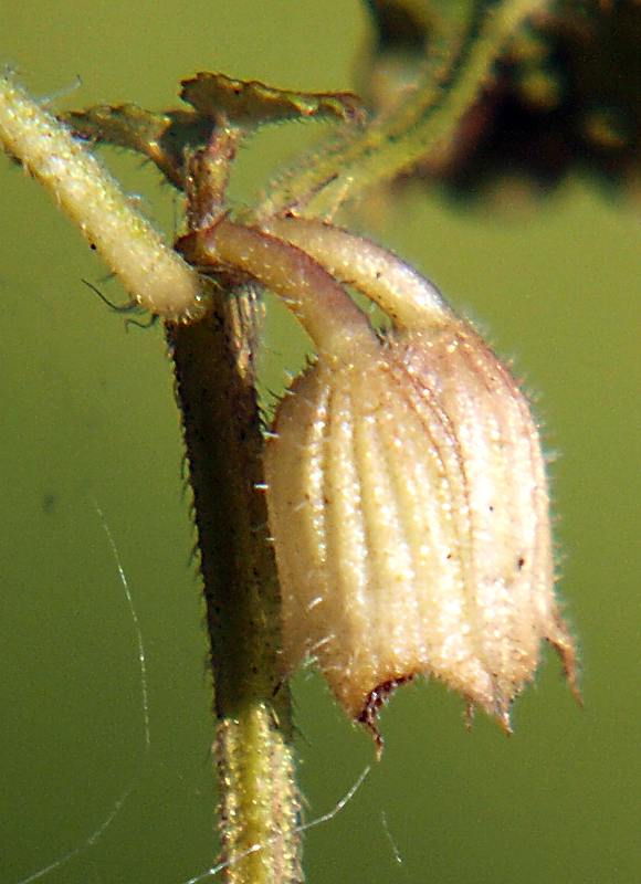 Изображение особи Glechoma hederacea.