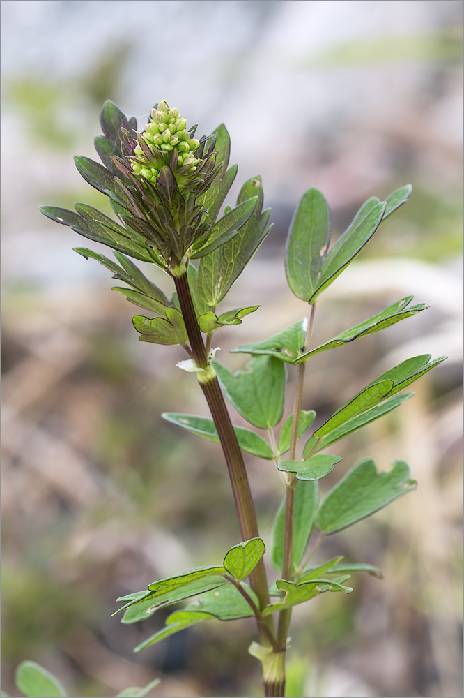 Image of Thalictrum flavum specimen.