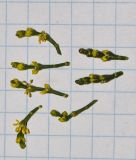 Image of taxon representative. Author is Татьяна Мальчинская