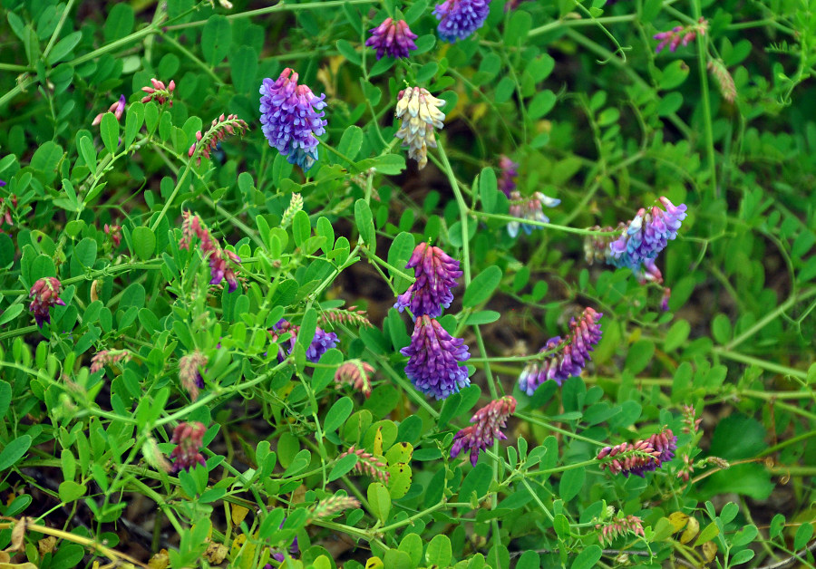 Изображение особи Vicia amurensis.