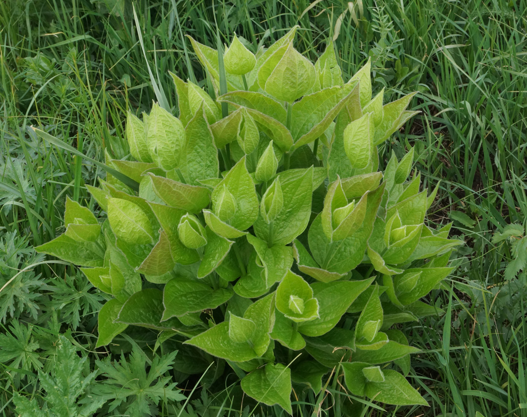 Image of Clematis integrifolia specimen.