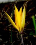 Tulipa australis