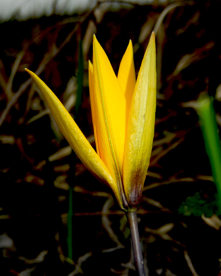 Image of Tulipa australis specimen.