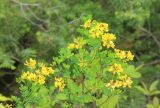 Hippocrepis emeroides