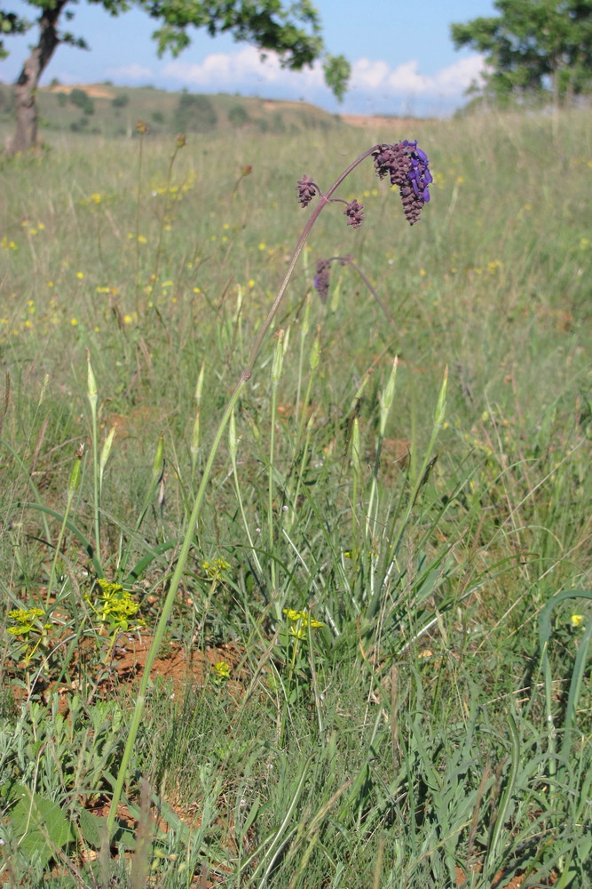 Image of Salvia nutans specimen.