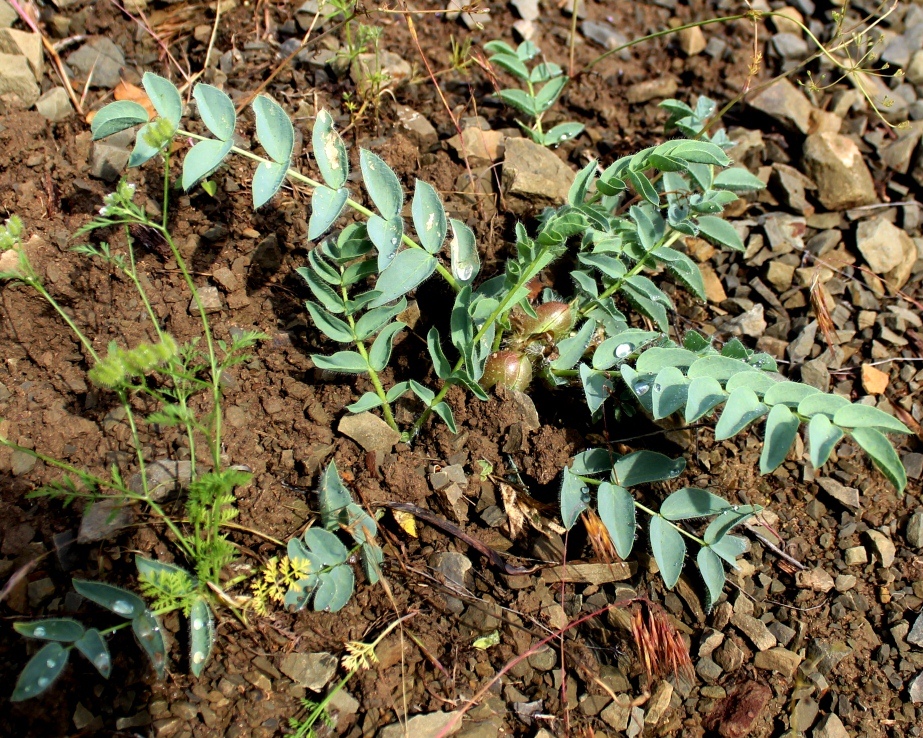 Image of Astragalus cartilagineus specimen.