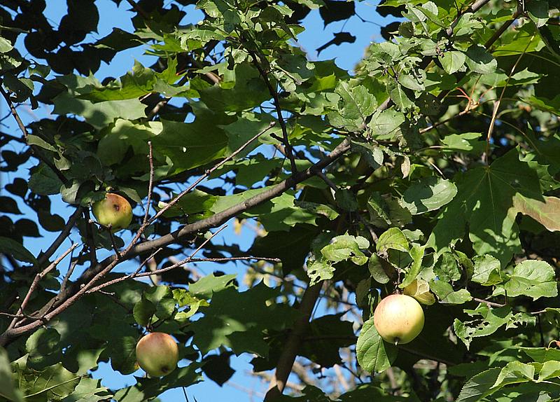 Изображение особи Malus domestica.