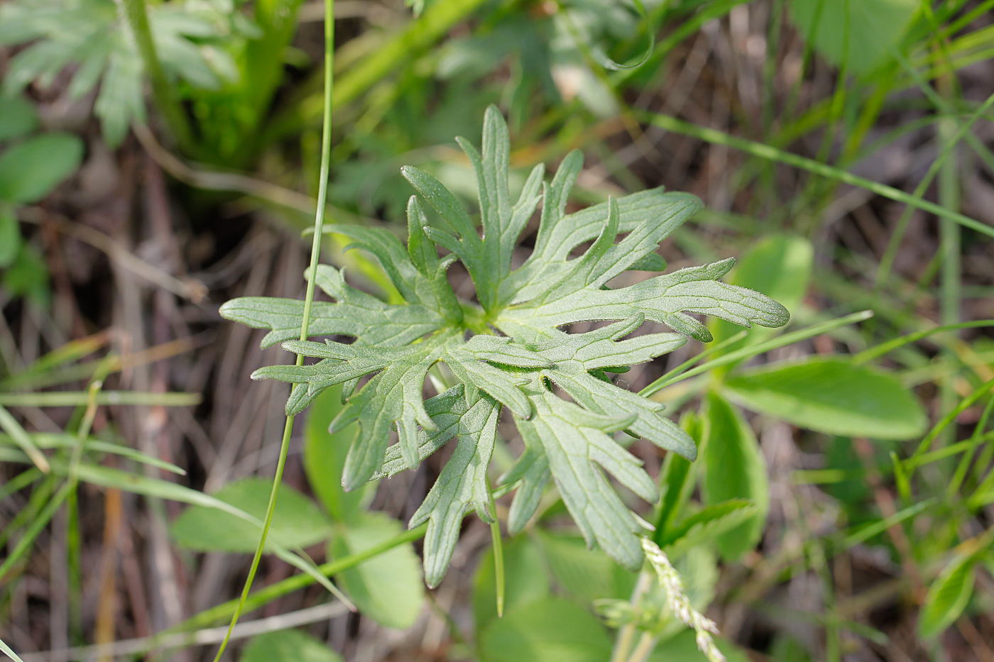 Image of Ranunculus polyanthemos specimen.