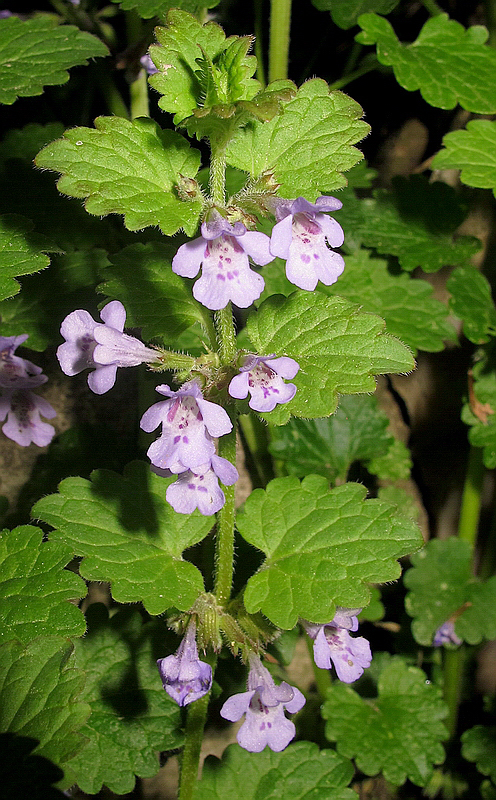 Изображение особи Glechoma hederacea.