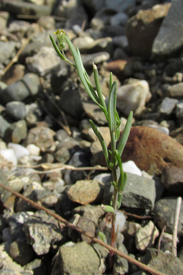 Изображение особи Linaria simplex.