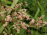 Aconogonon jurii