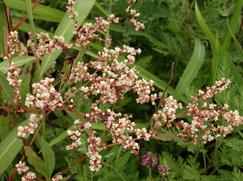 Изображение особи Aconogonon jurii.