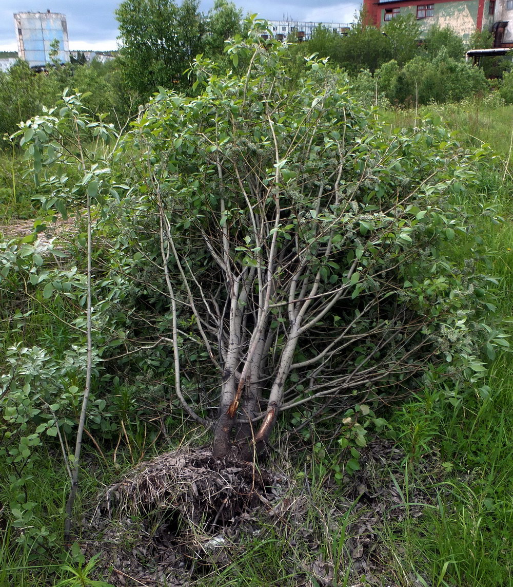 Изображение особи Salix caprea.