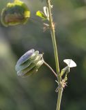 Medicago orbicularis