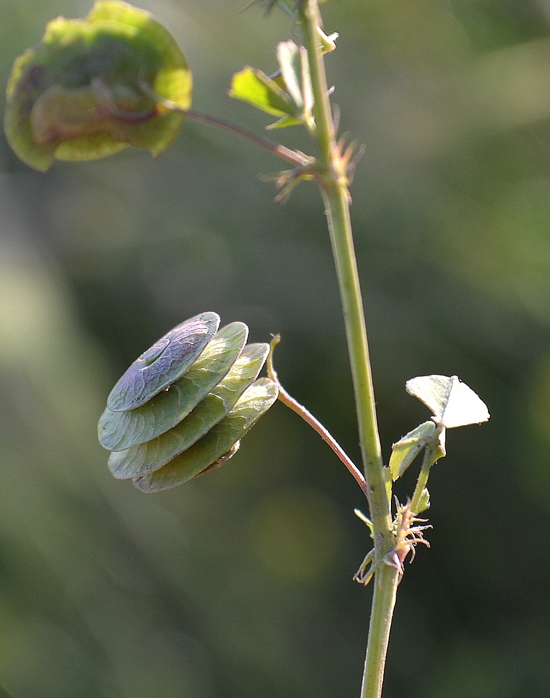 Image of Medicago orbicularis specimen.