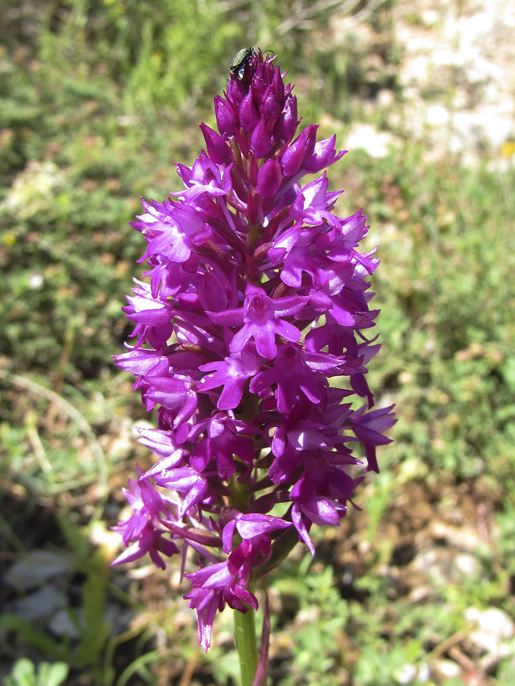 Изображение особи Anacamptis pyramidalis.