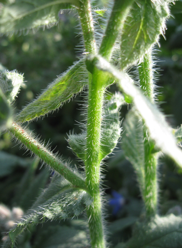 Image of Borago officinalis specimen.