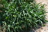 Diplotaxis tenuifolia. Зацветающее растение. Крым, Арабатская стрелка, окр. с. Соляное, зал. Восточный Сиваш, на берегу южного плеса. 22.06.2016.