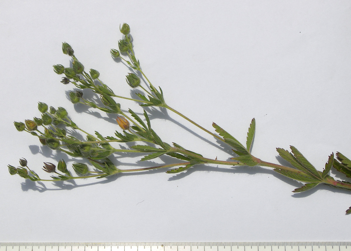 Image of Potentilla obscura specimen.