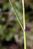 Stipa capillata