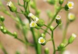 Conyza canadensis