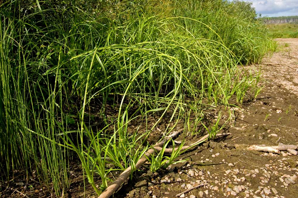 Изображение особи Scirpus radicans.