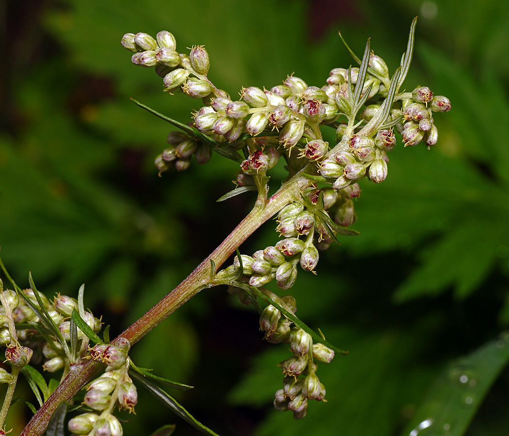 Image of Artemisia vulgaris specimen.