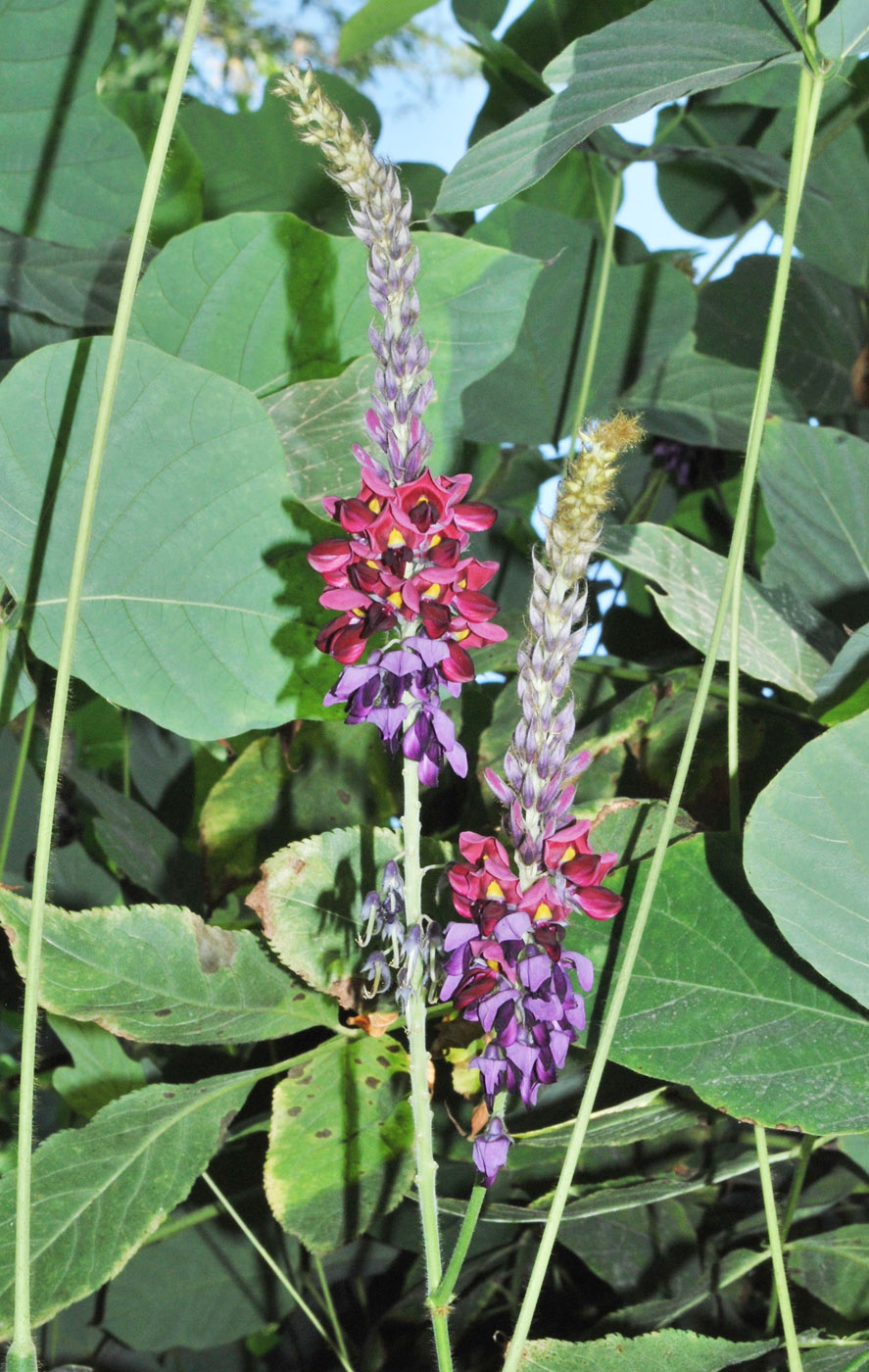 Изображение особи Pueraria lobata.