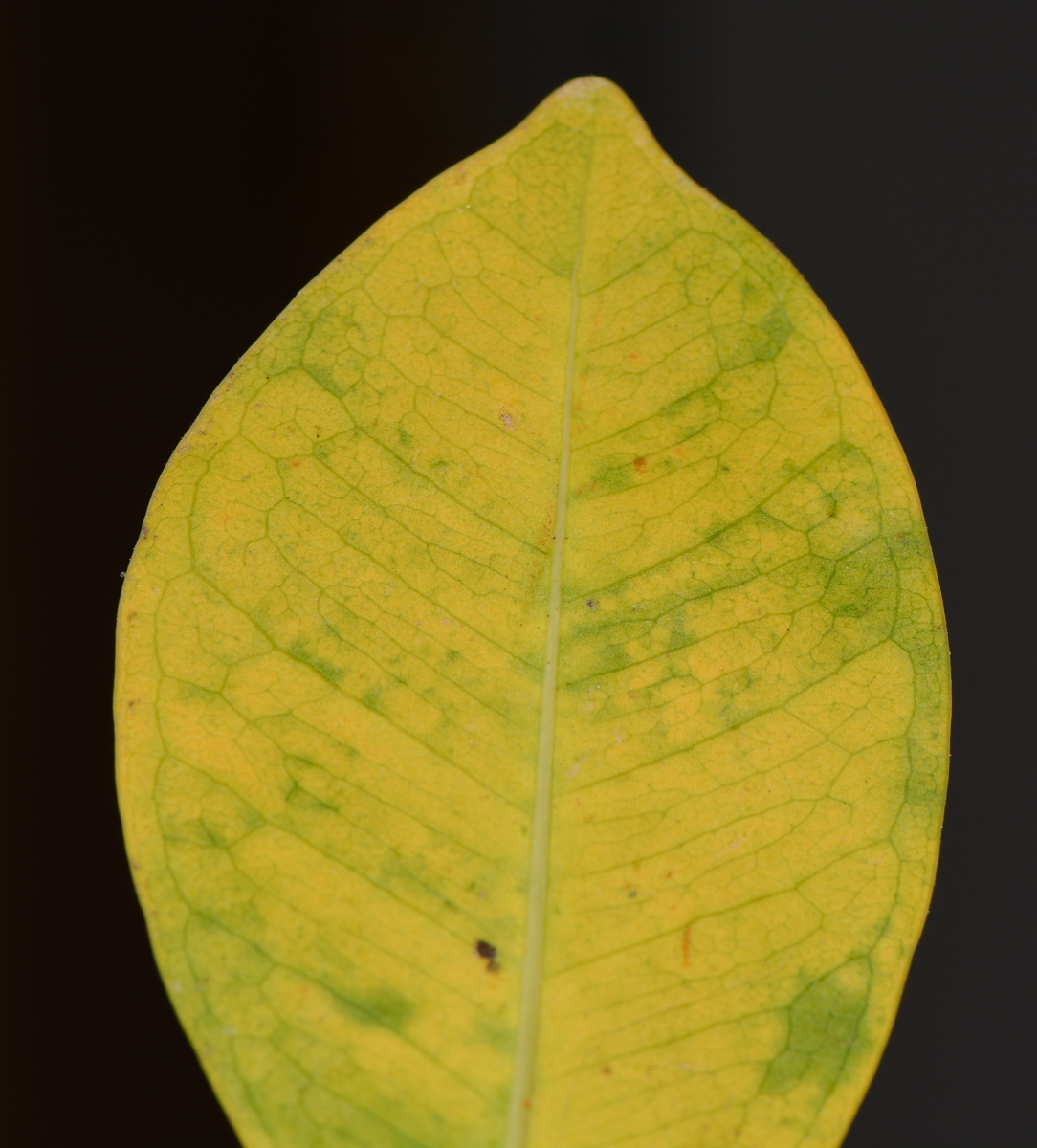 Image of Ficus microcarpa specimen.