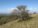 genus Crataegus. Старое дерево в конце периода плодоношения с остатками листьев. Краснодарский край, Крымский р-н, окр. хут. Гапоновского, гора Сагачёва (523), злаково-разнотравный луг на вершине с кустарниками и одиночными деревьями, ≈ 520 м н.у.м. 01.10.2016.