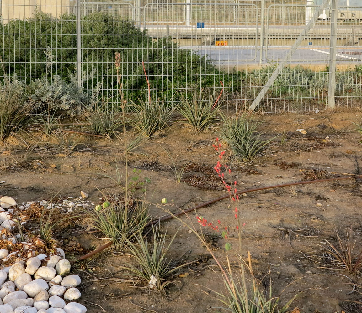 Image of Hesperaloe parviflora specimen.