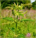 Urtica dioica. Верхушка цветущего растения. Чувашия, окр. г. Шумерля, пойма р. Сура, урочище \"Мордовская поляна\". 30 июля 2009 г.