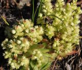 Orostachys spinosa. Цветущие растения с аномально ветвящимися соцветиями. Республика Бурятия, окр. г. Улан-Удэ, каменистый склон горы. 11.09.2016.