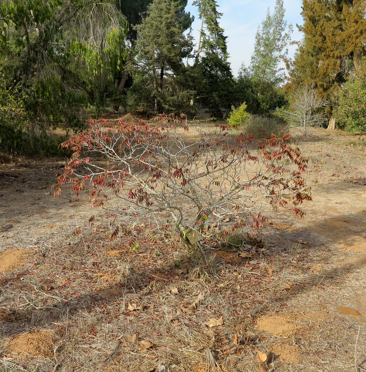 Изображение особи Rhus copallinum.