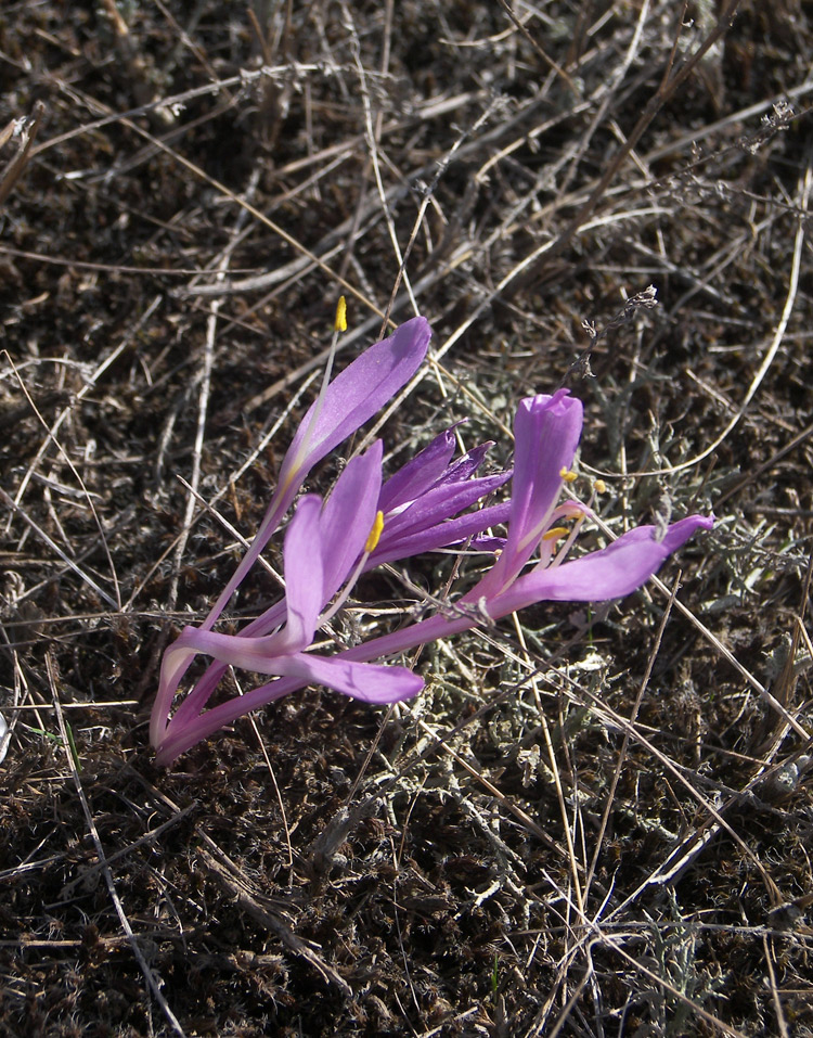 Изображение особи Colchicum laetum.