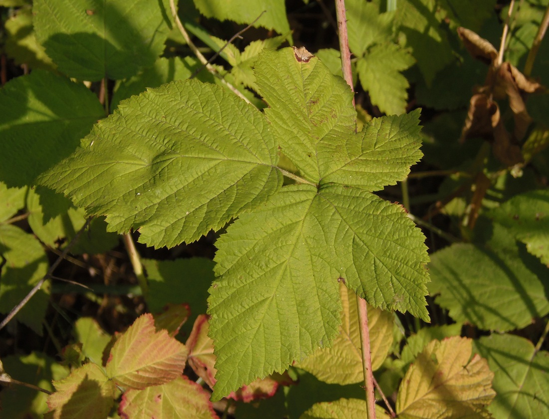 Изображение особи Rubus caesius.