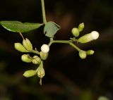 Bourreria ovata