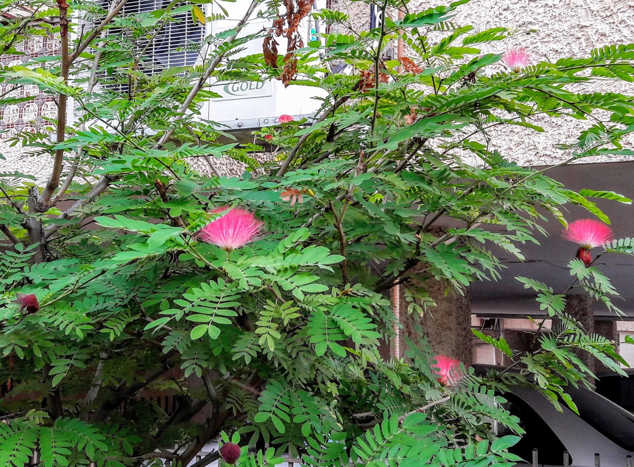 Image of Calliandra haematocephala specimen.