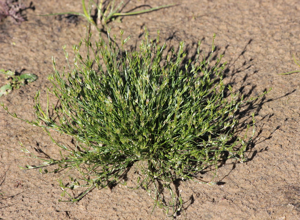 Изображение особи Juncus bufonius.