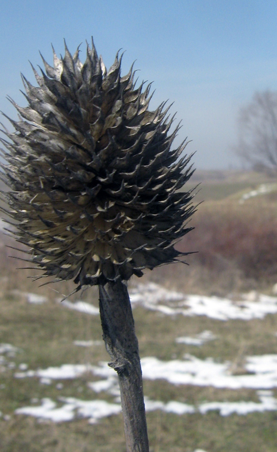 Image of Dipsacus dipsacoides specimen.