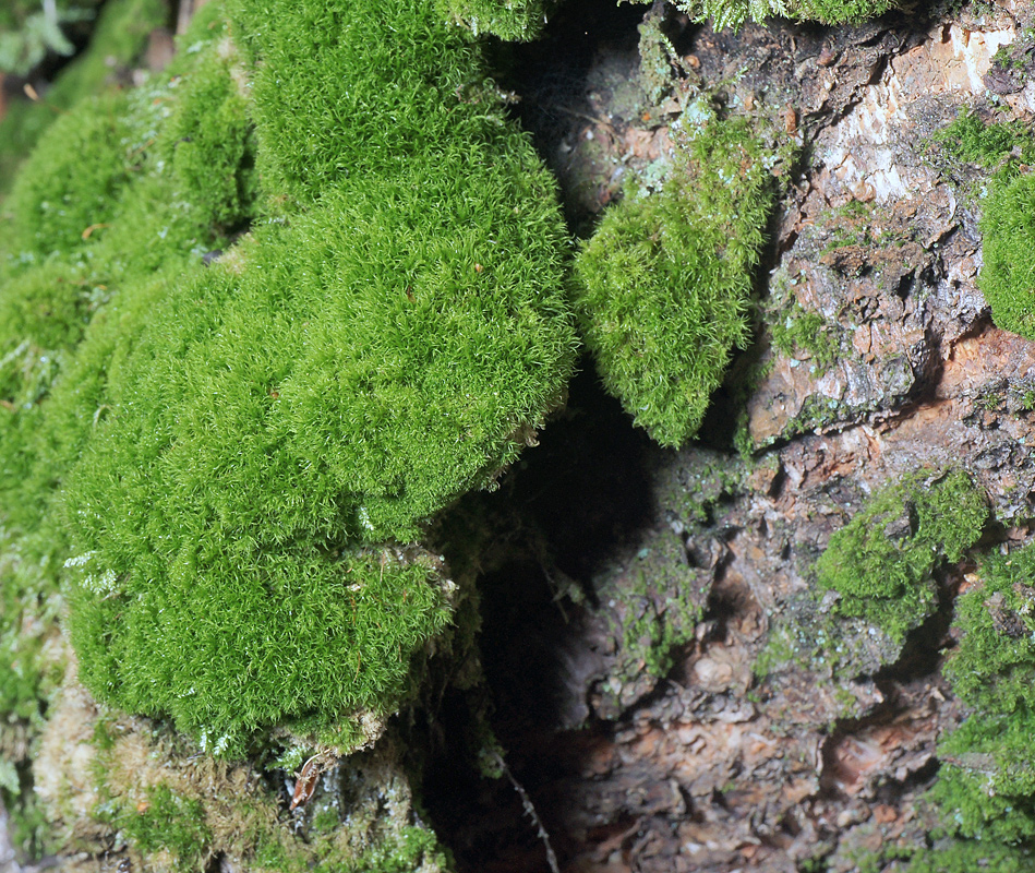 Image of Dicranum montanum specimen.