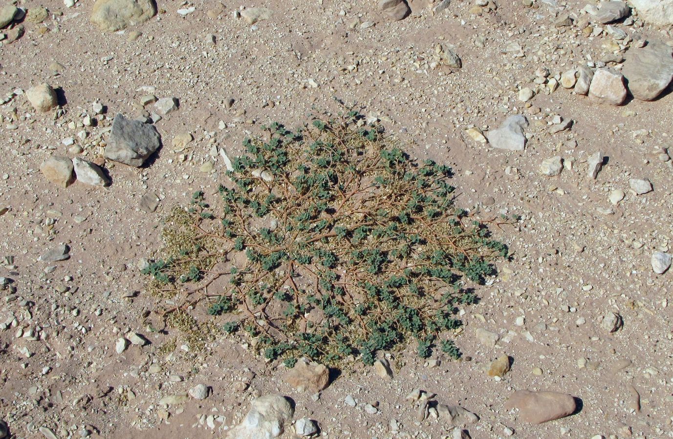 Image of Seetzenia lanata specimen.