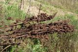 Rumex confertus. Верхушки полёгших под тяжестью плодов побегов с соплодиями. Ленинградская обл., Ломоносовский р-н, форт \"Красная Горка\", пустырь с песчаной почвой на месте разрушенных укреплений. 28.08.2016.