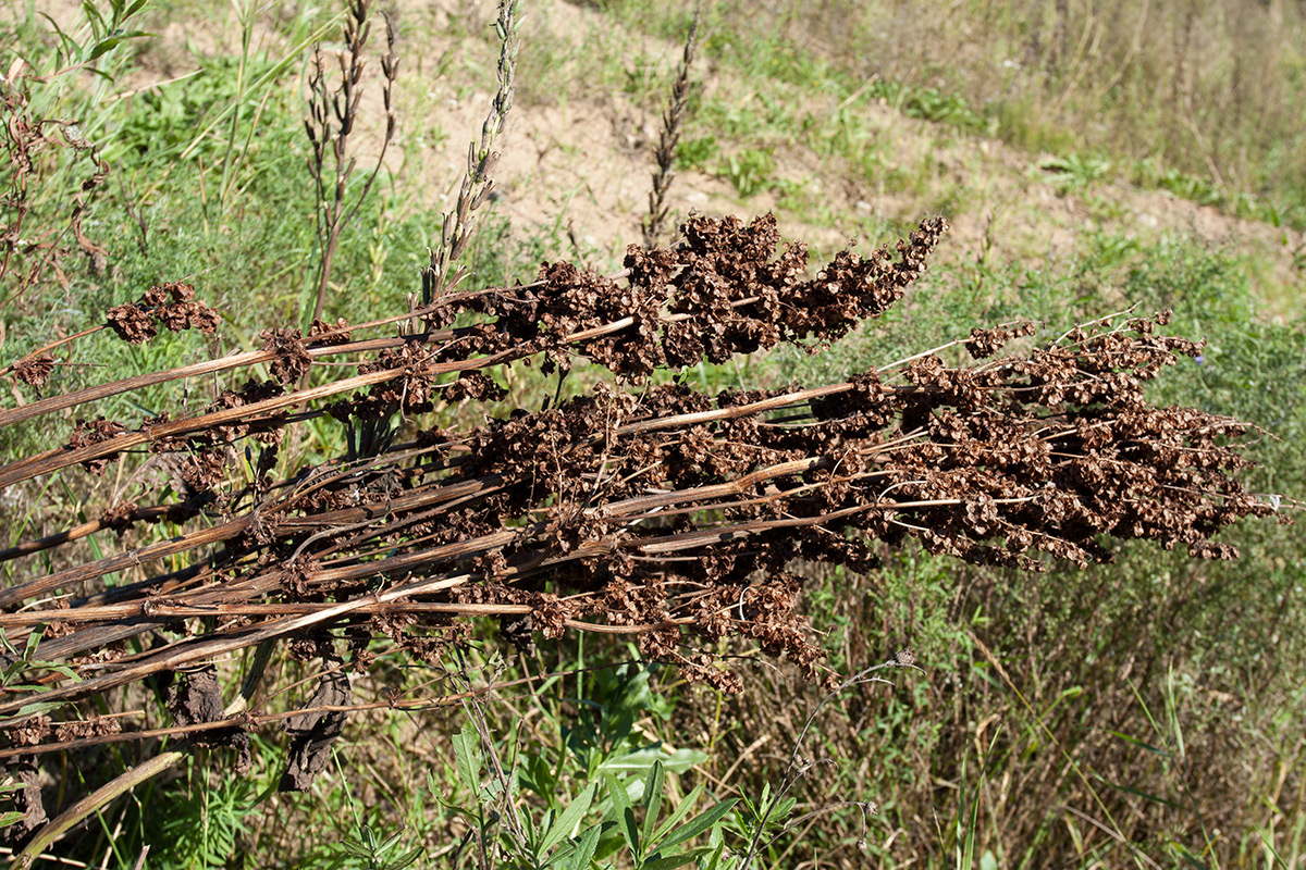 Image of Rumex confertus specimen.