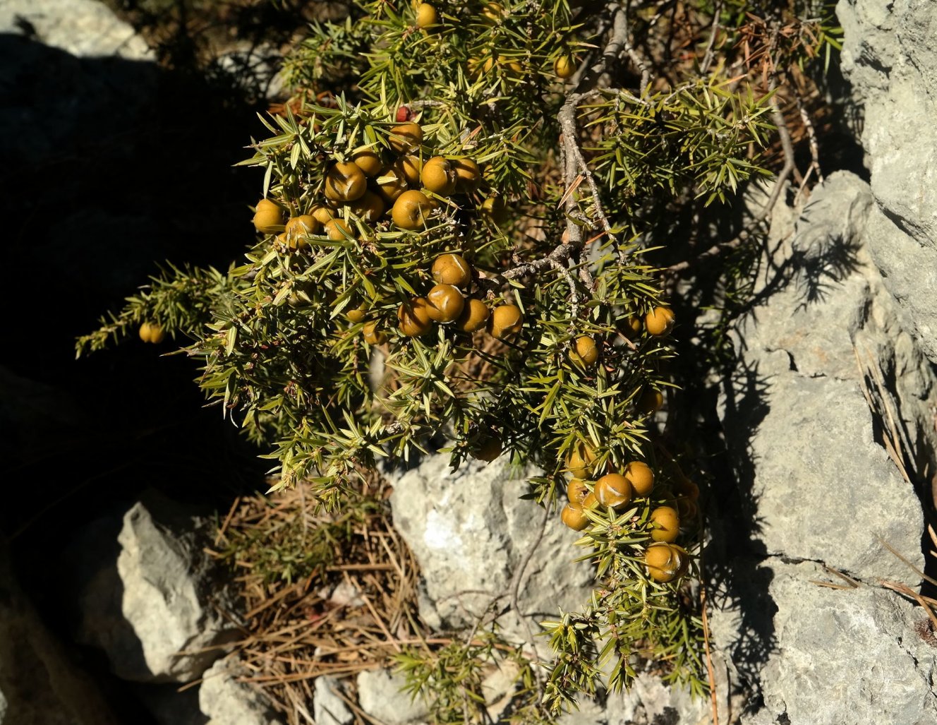 Изображение особи Juniperus deltoides.