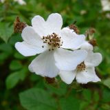 Rosa multiflora